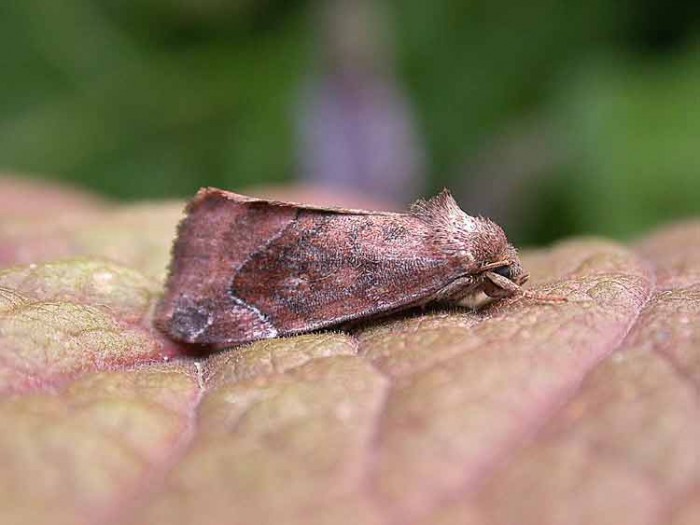 Lunar-spotted Pinion - Noctuidae - Cosmia pyralina