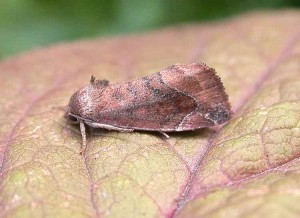 Lunar-spotted Pinion - Noctuidae - Cosmia pyralina