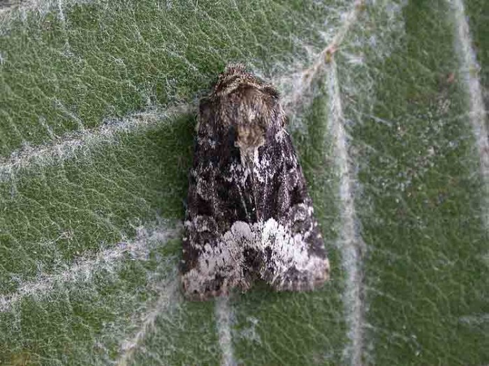 Marbled Minor - Noctuidae - Oligia strigilis