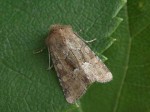 Middle-barred Minor - Noctuidae - Oligia fasciuncula