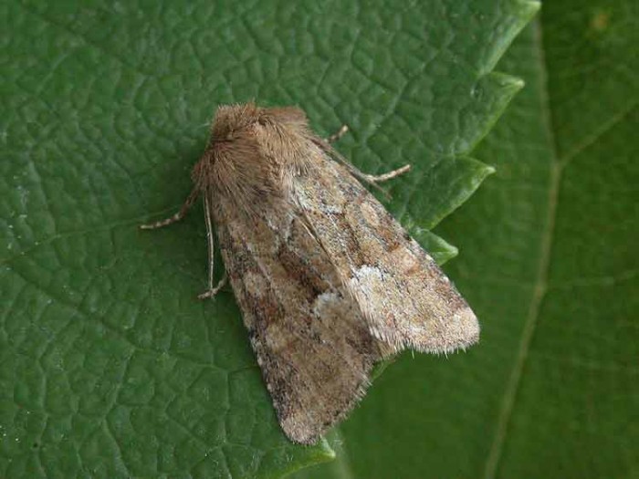 Middle-barred Minor - Noctuidae - Oligia fasciuncula