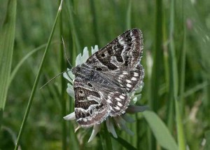 72.084 BF2462Mother ShiptonCallistege mi