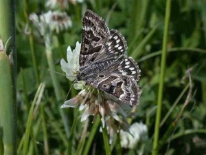 Mother Shipton - Erebidae - Callistege mi