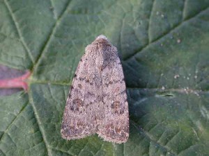 Pale Mottled Willow - Noctuidae - Caradrina clavipalpis