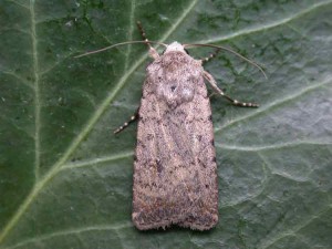 Pale Mottled Willow - Noctuidae - Caradrina clavipalpis