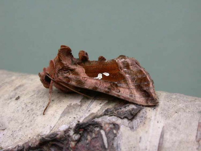 Plain Golden Y - Noctuidae - Autographa jota