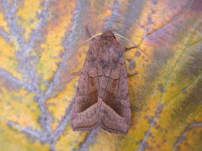 Rosy Rustic - Noctuidae - Hydraecia micacea