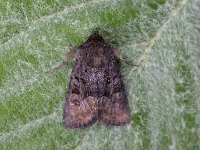 Rufous Minor - Noctuidae - Oligia versicolor