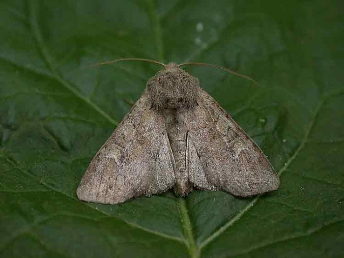 Rustic Shoulder-knot - Noctuidae - Apamea sordens