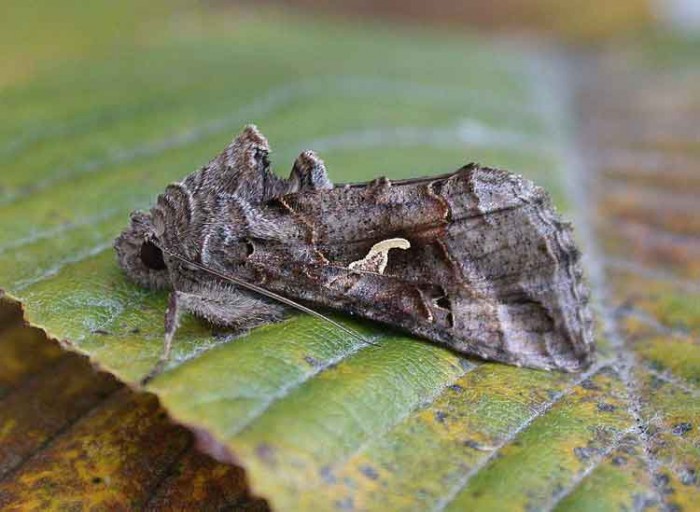 Silver Y - Noctuidae - Autographa gamma