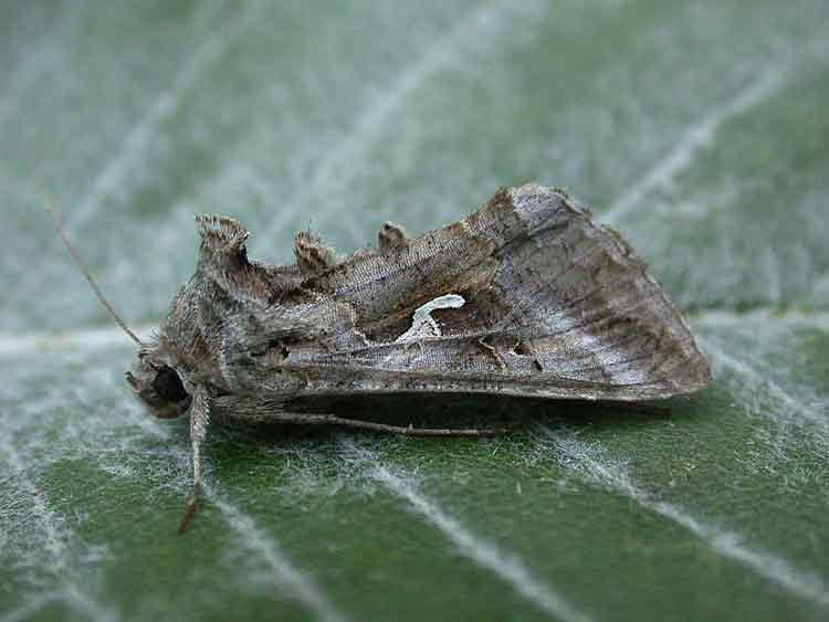 Silver Y - Noctuidae - Autographa gamma