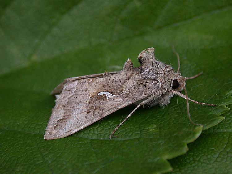 Silver Y - Noctuidae - Autographa gamma