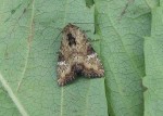 Slender Brindle - Noctuidae - Apamea scolopacina