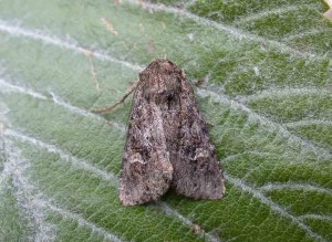 Small Clouded Brindle