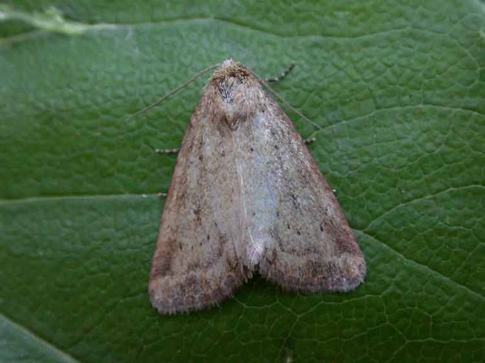 Small Dotted Buff - Noctuidae - Photedes minima
