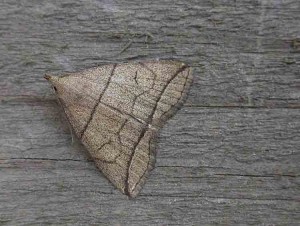 Small Fan-foot - Erebidae - Herminia grisealis