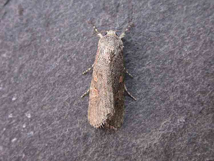 Small Mottled Willow - Noctuidae - Spodoptera exigua