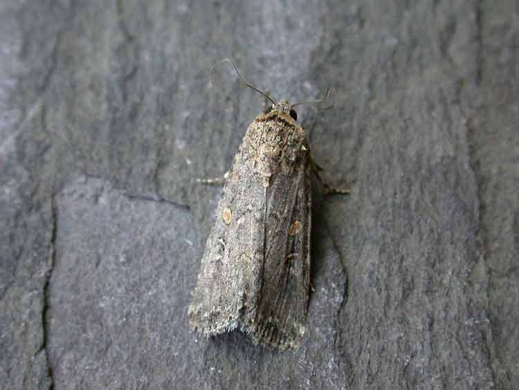 Small Mottled Willow - Noctuidae - Spodoptera exigua