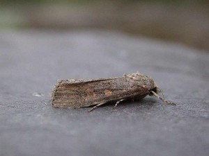 Small Mottled Willow - Noctuidae - Spodoptera exigua