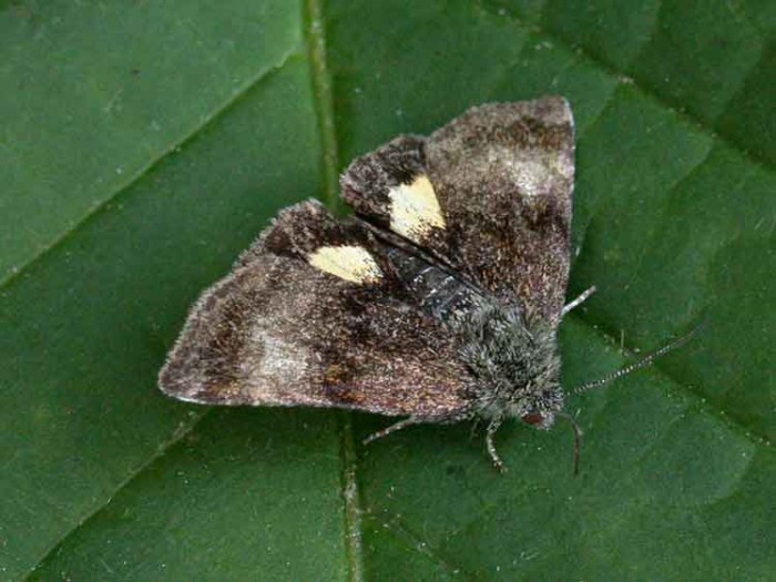 Small Yellow Underwing - Noctuidae - Panemeria tenebrata