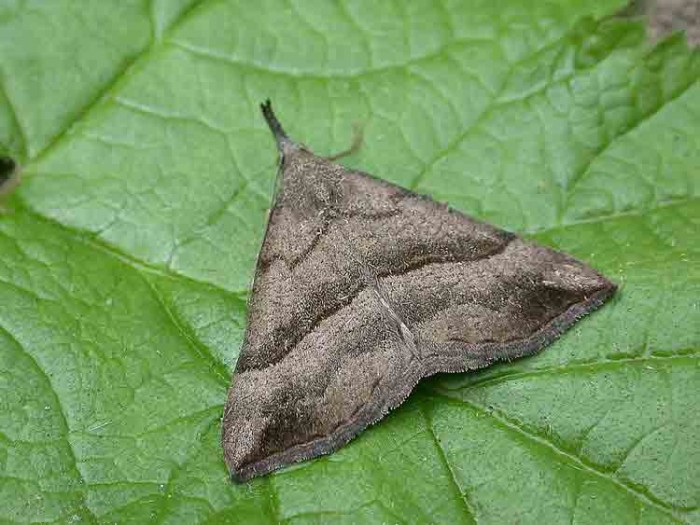 The Snout - Erebidae - Hypena proboscidalis