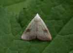 Straw Dot - Erebidae - Rivula sericealis