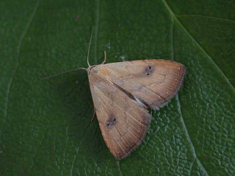 Straw Dot - Erebidae - Rivula sericealis