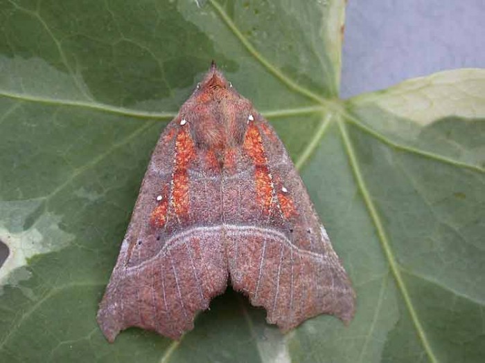 The Herald - Erebidae - Scoliopteryx libatrix
