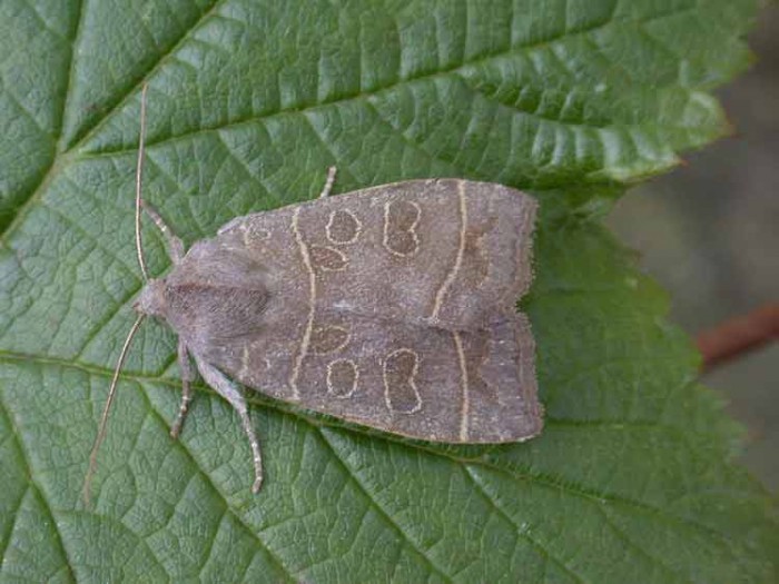 The Olive - Noctuidae - Ipimorpha subtusa