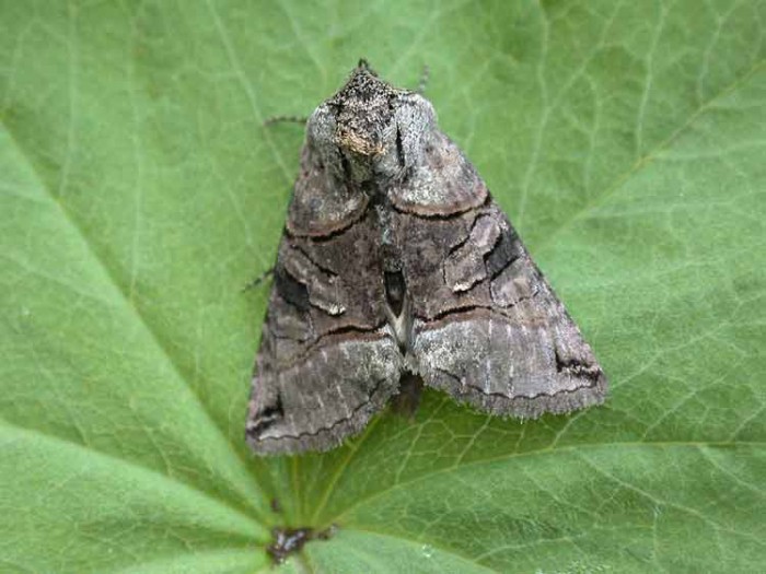 The Spectacle - Noctuidae - Abrostola tripartita