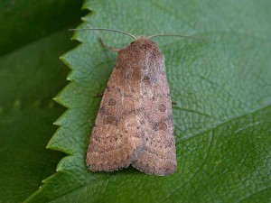 Uncertain - Noctuidae - Hoplodrina octogenaria