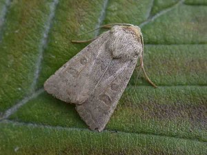 Vine's Rustic - Noctuidae - Hoplodrina ambigua