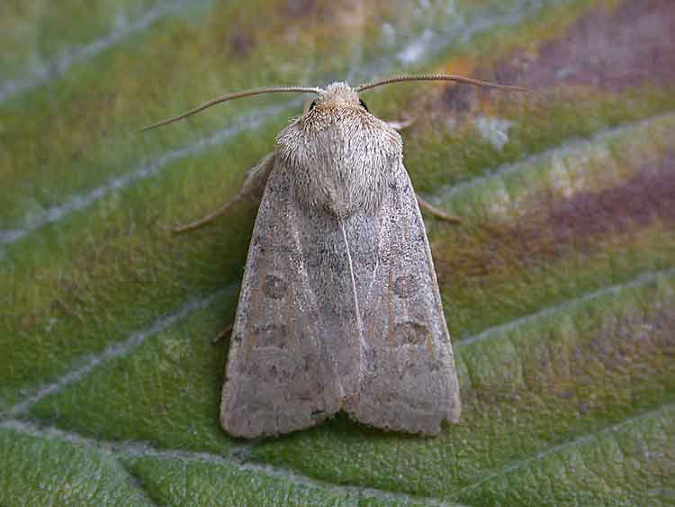 Vine's Rustic - Noctuidae - Hoplodrina ambigua