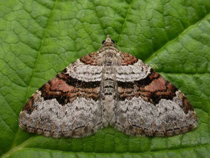Flame Carpet