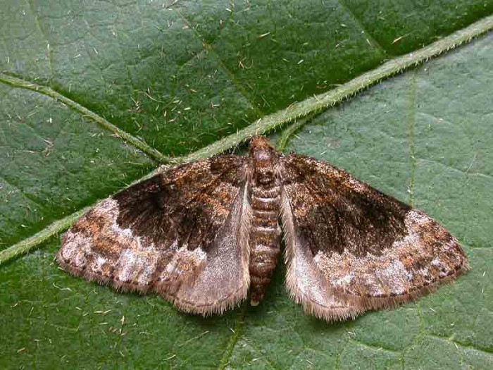 Barred Carpet - 22nd August 2013 - Peak District - Simon Roddis