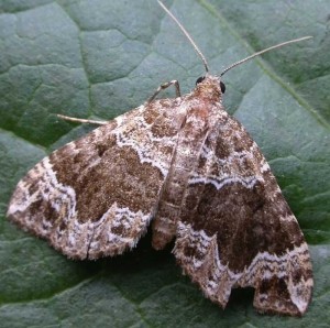 Devon Carpet - Lampropteryx otregiata