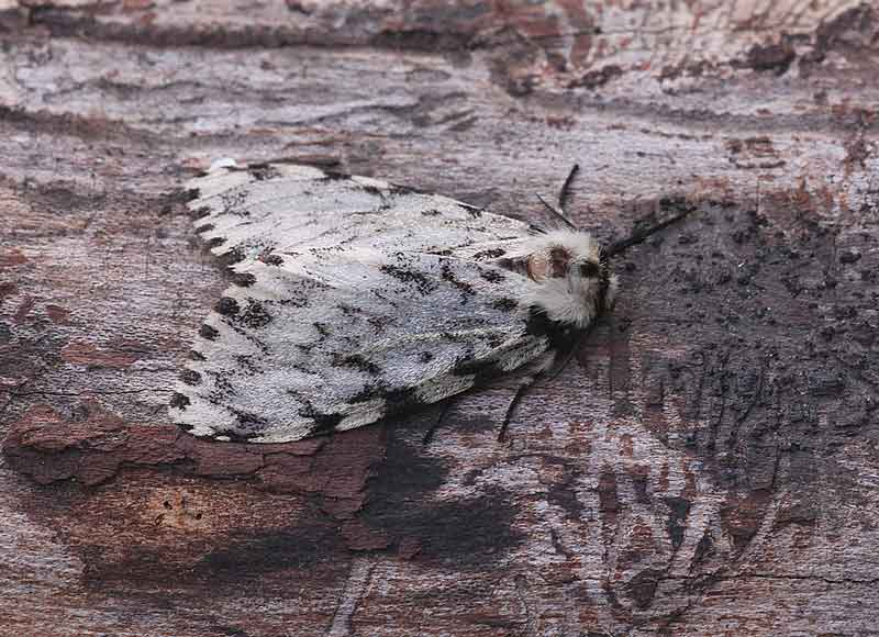 Black Arches - Erebidae - Lymantria monacha