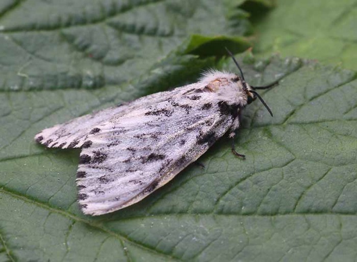 Black Arches - Erebidae - Lymantria monacha