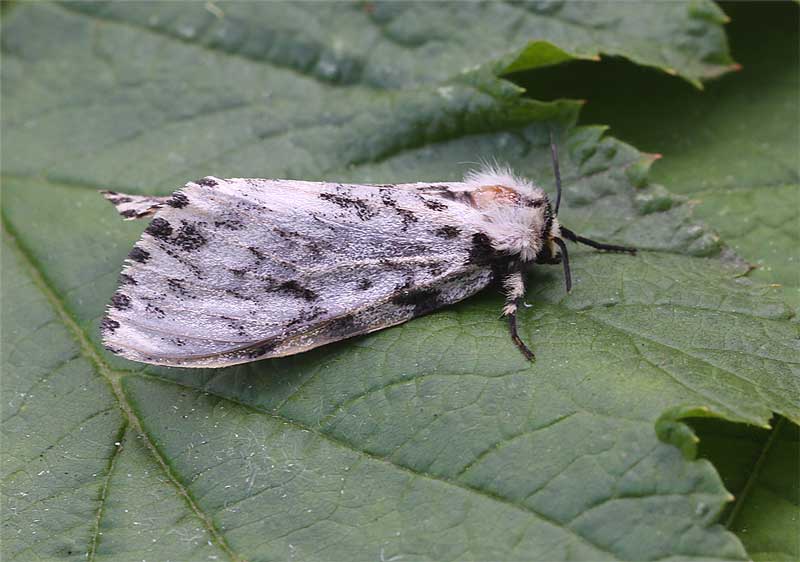 Black Arches - Erebidae - Lymantria monacha