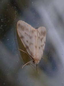 72.036 BF2038Muslin FootmanNudaria mundana