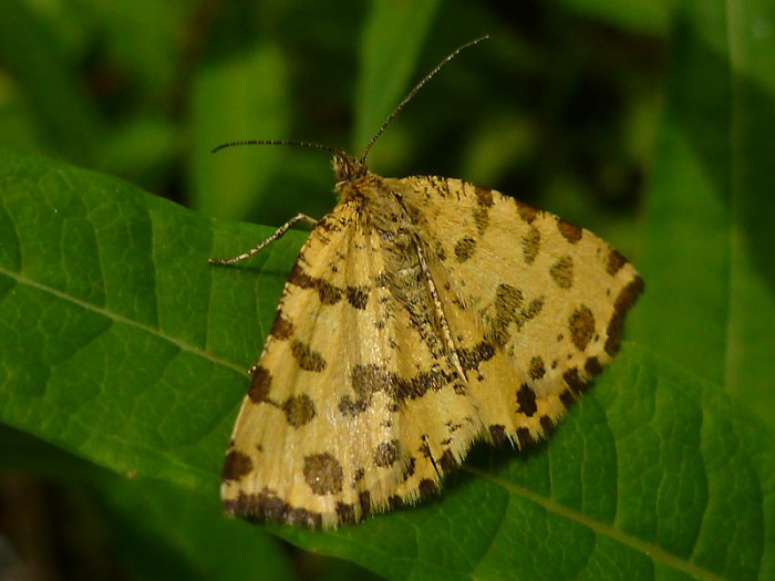 Speckled Yellow - Geometridae - Ennominae - Pseudopanthera macularia