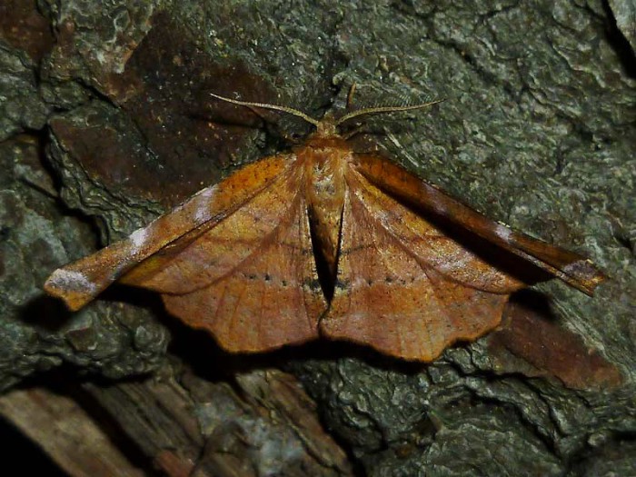 70.231 BF1910 - Lilac Beauty - Geometridae - Apeira syringaria