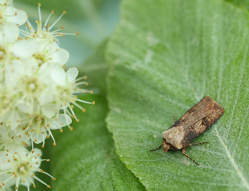 Shuttle-shaped Dart - Noctuidae - Agrotis puta