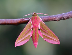69.016 BF1991Elephant Hawk-mothDeilephila elpenor