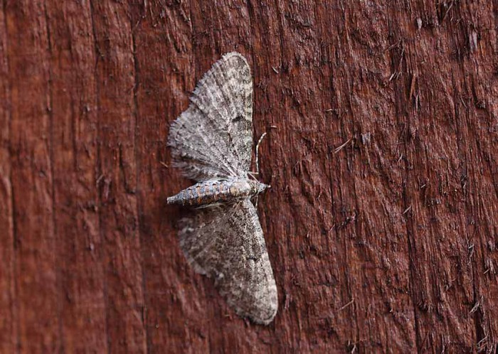 70.190 BF1837 - Grey Pug - Geometridae - Eupithecia subfuscata