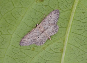 70.008 BF1707Small Dusty WaveIdaea seriata