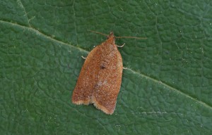 49.038 BF994 - Tortricidae - Tortricinae - Clepsis consimilana