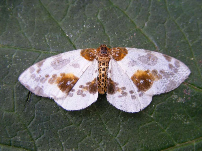 70.206 BF1885 - Clouded Magpie - Geometridae - Abraxas sylvata