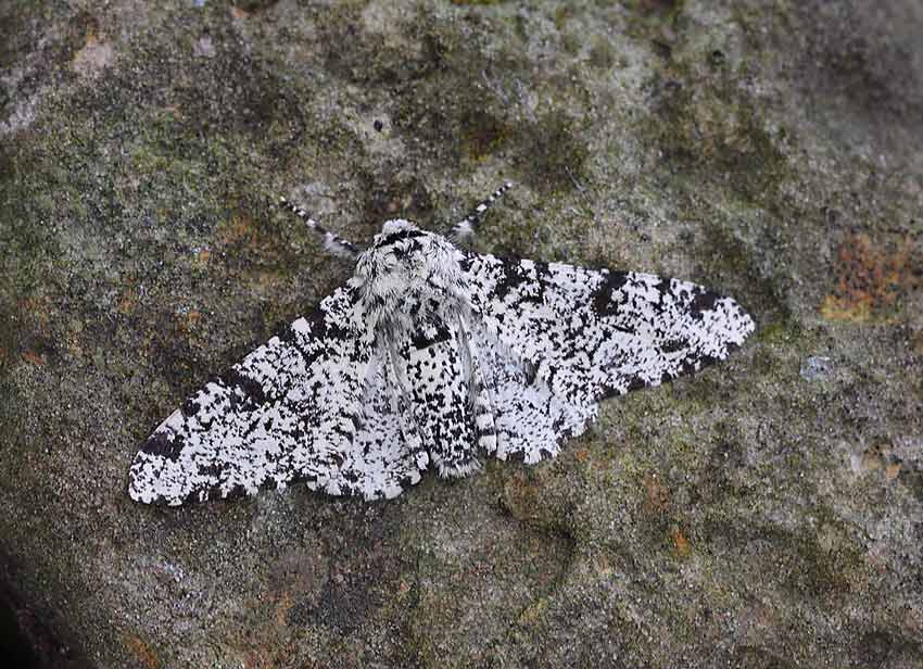 Peppered-Moth-152928