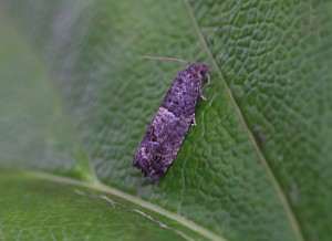 49.224 BF1205 - Tortricidae - Olethreutinae - Spilonota ocellana